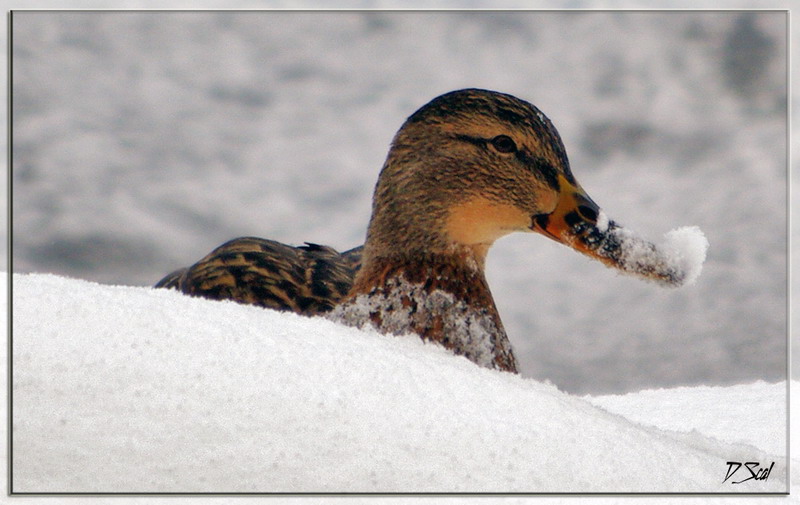 фото "snow duck" метки: природа, дикие животные