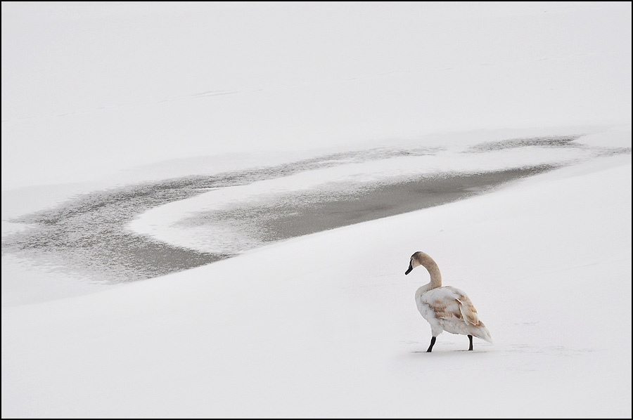 photo "Swan" tags: nature, pets/farm animals