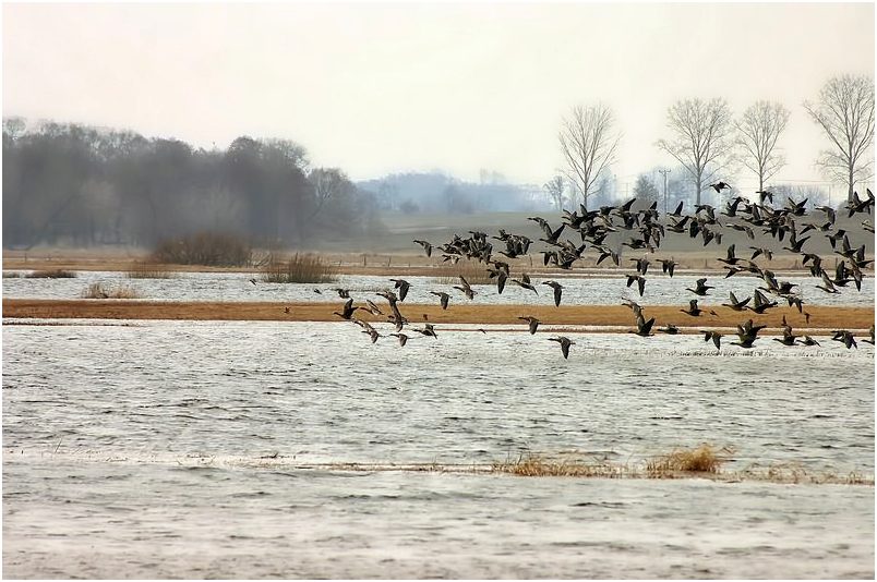 photo "spring arrivals" tags: nature, 