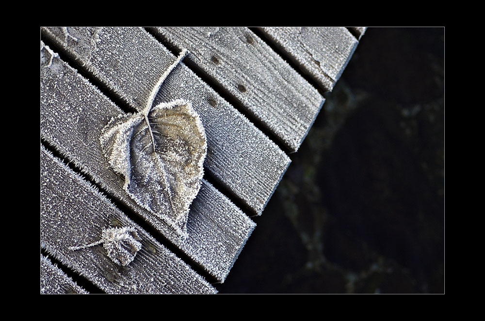 photo "sadness..." tags: landscape, macro and close-up, winter