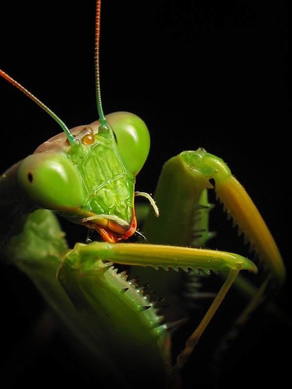 photo "***" tags: nature, macro and close-up, insect