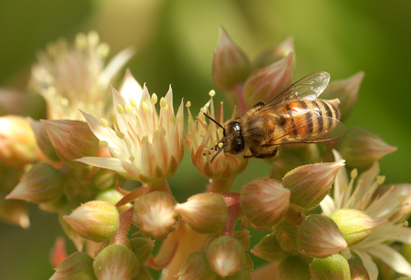 photo "***" tags: macro and close-up, nature, insect