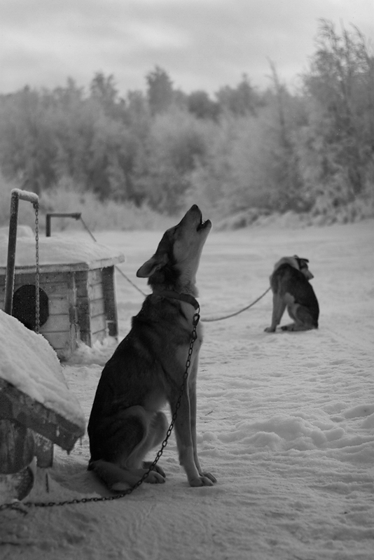 photo "cold" tags: black&white, nature, pets/farm animals