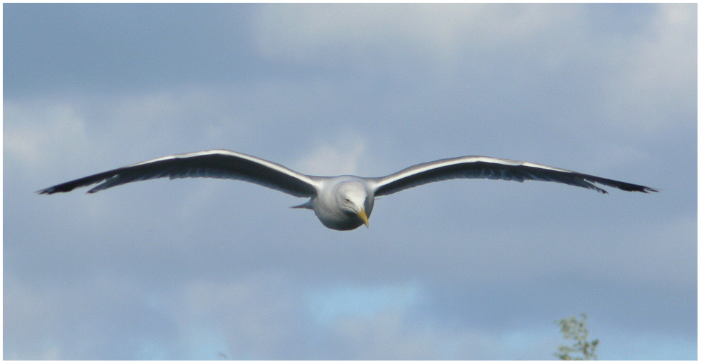 photo "Surveillance Flight" tags: nature, wild animals