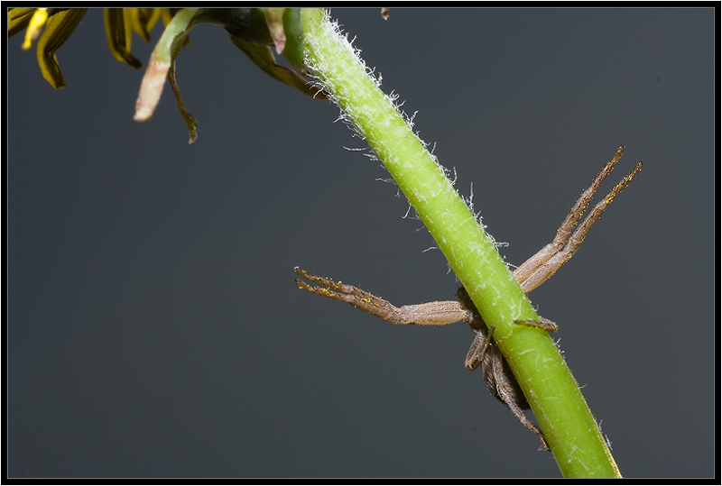 photo "***" tags: nature, macro and close-up, insect