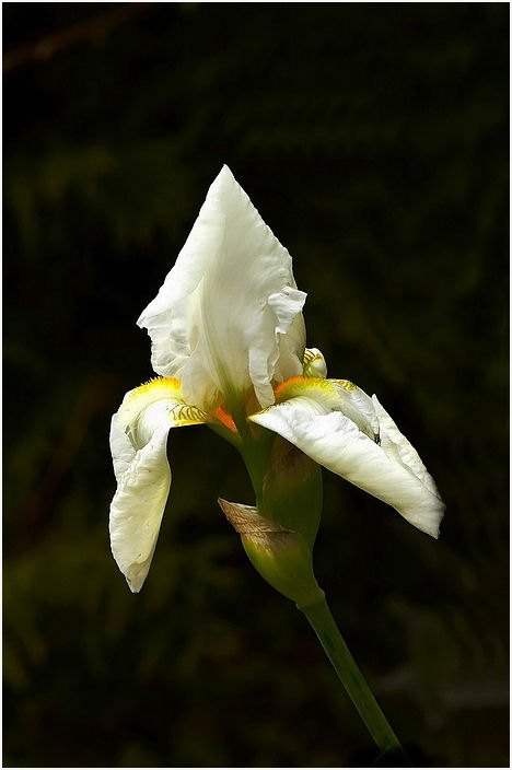 photo "The loner..." tags: nature, 