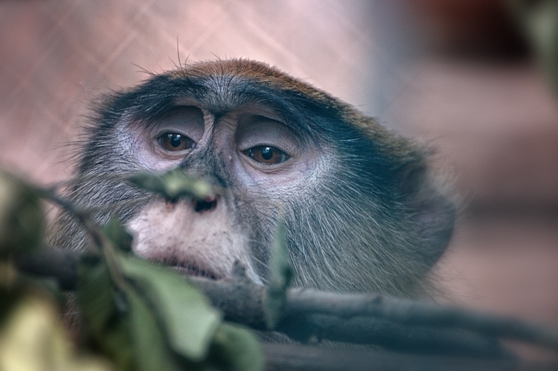 photo "***" tags: nature, wild animals