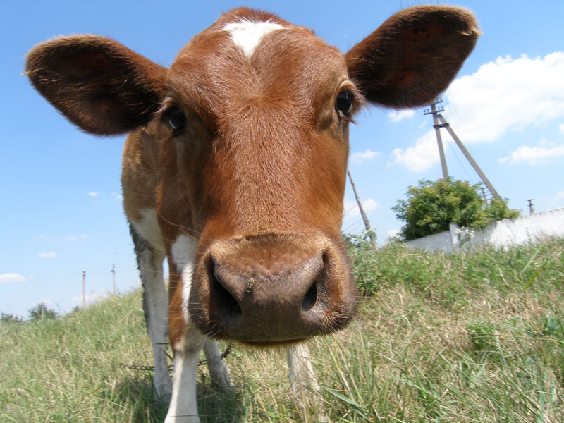 photo "***" tags: nature, pets/farm animals