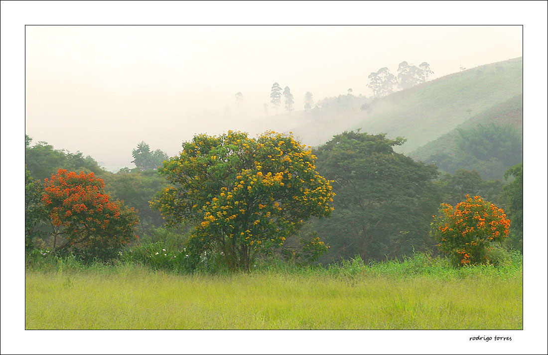 photo "tree of a kind" tags: landscape, travel, South America
