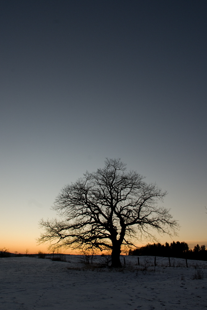 photo "tree#1" tags: landscape, winter