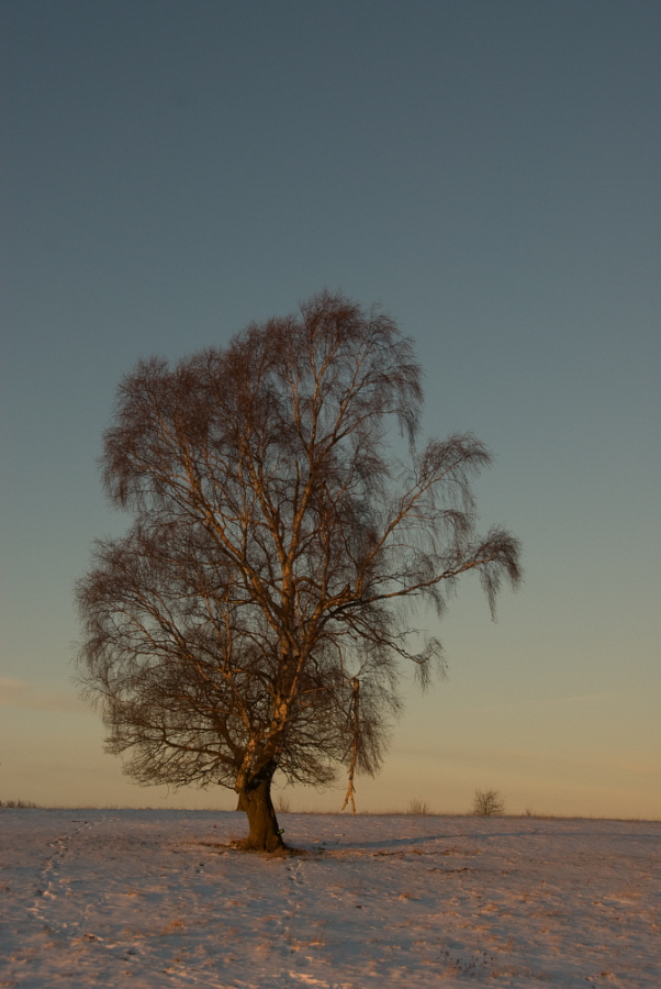 photo "tree#3" tags: landscape, winter