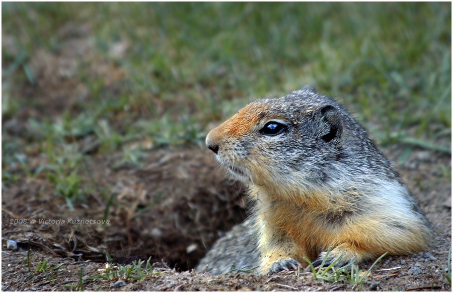 photo "Resting..." tags: nature, wild animals