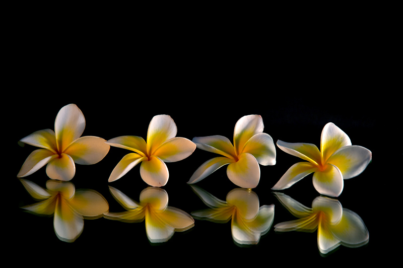 photo "dance of little swans." tags: nature, flowers