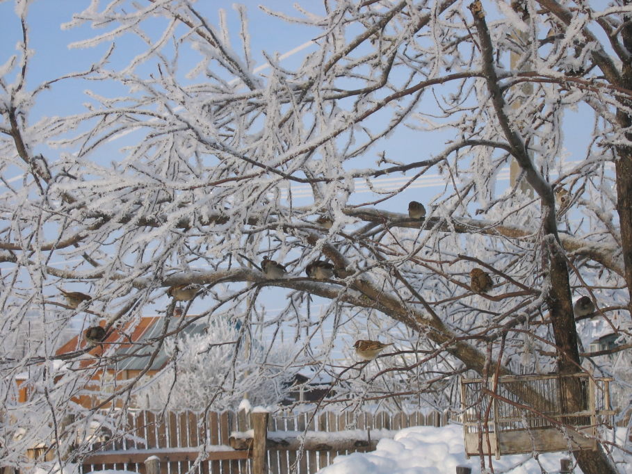 photo "***" tags: landscape, winter