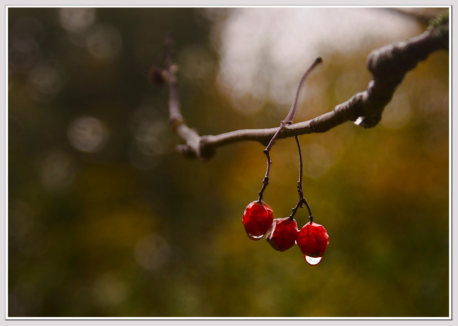 photo "The melody of rain" tags: nature, flowers