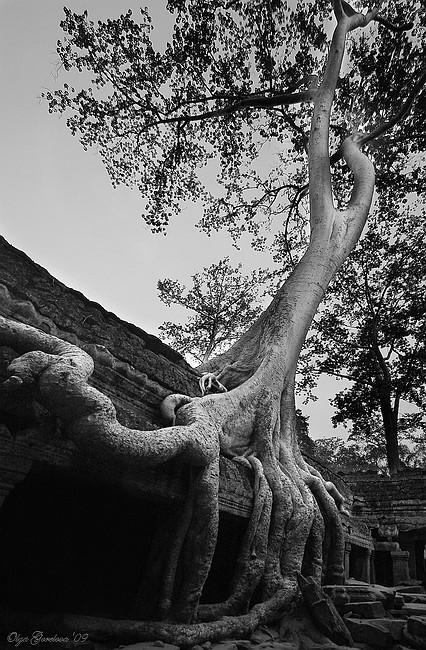 фото "дерево" метки: путешествия, Азия