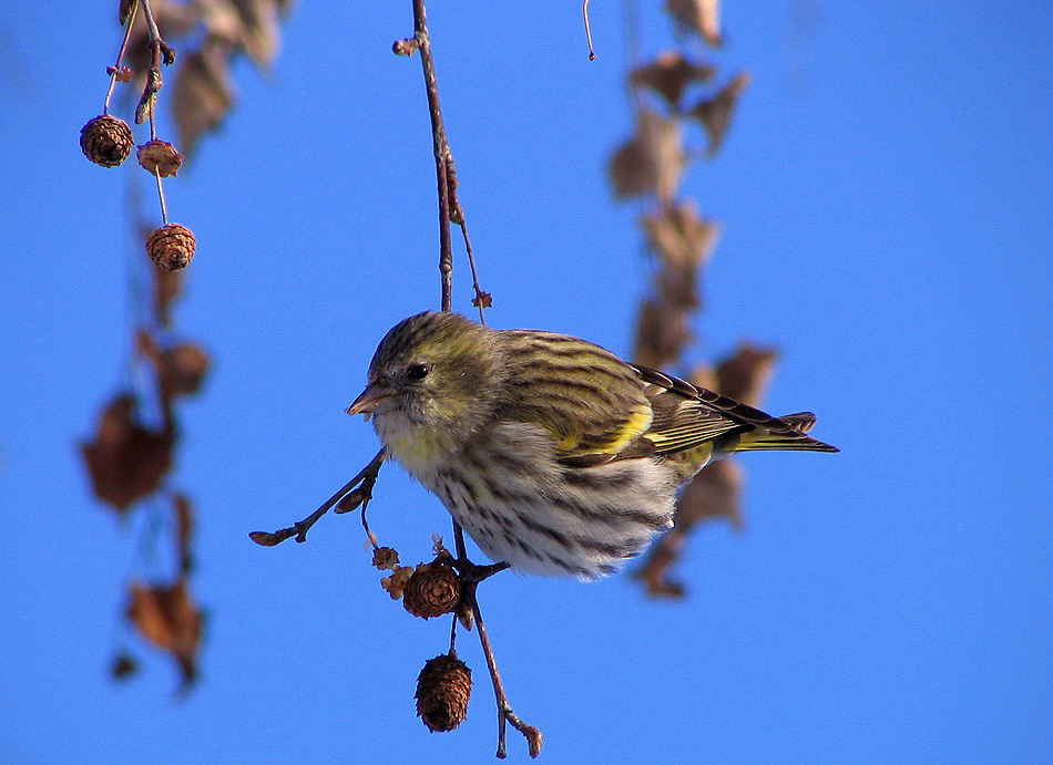 photo "Carduelis spinus(Erlenzeisig) Елшова скатия" tags: nature, wild animals