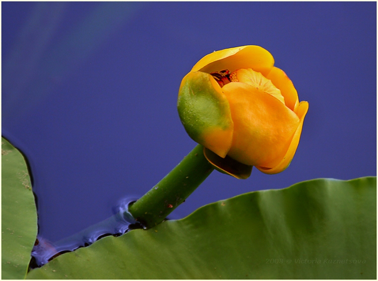 photo "Tricolor" tags: nature, still life, flowers