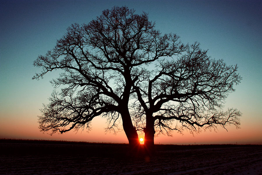 photo "Winter sunset" tags: landscape, nature, sun, sunset, trees, winter