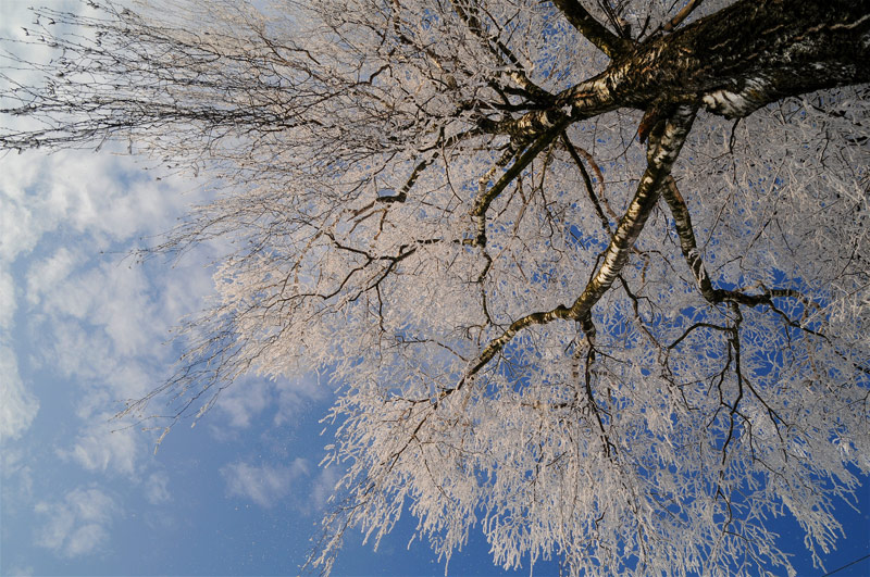 фото "корни в небо" метки: пейзаж, зима