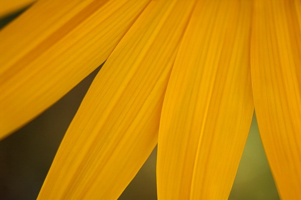 фото "Art of yellow" метки: природа, цветы