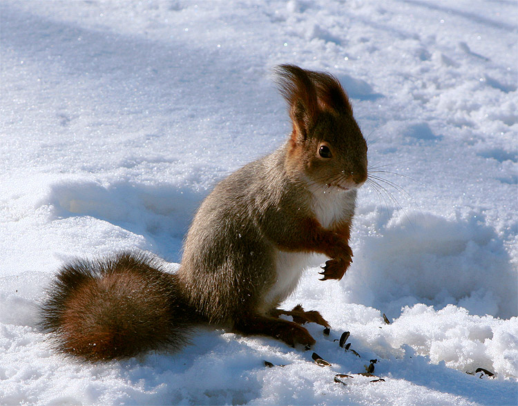 photo "Squirrel's portrait :)" tags: nature, wild animals