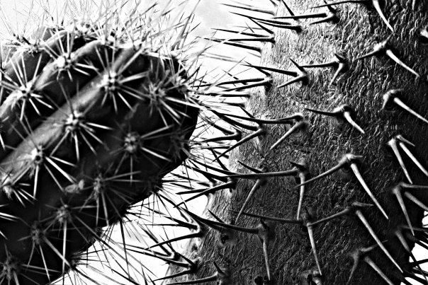 photo "***" tags: black&white, still life, 