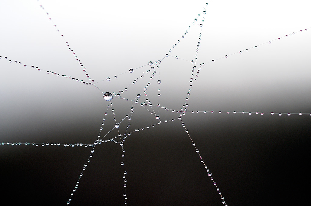 фото "Raindrops" метки: макро и крупный план, 