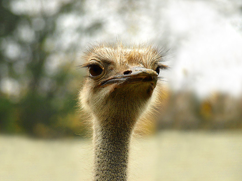 photo "Ostrich" tags: nature, wild animals