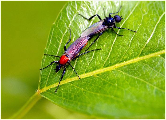 photo "***" tags: nature, insect