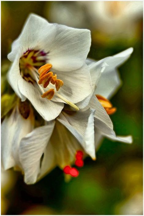 photo "Colours" tags: nature, flowers