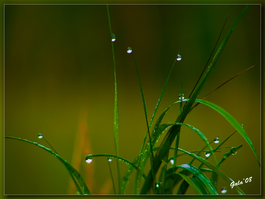 photo "The awakening" tags: macro and close-up, nature, flowers