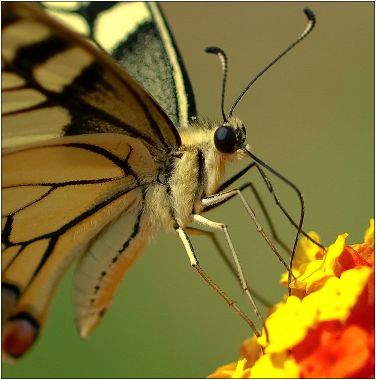фото "Шубка для бабочки" метки: природа, макро и крупный план, насекомое