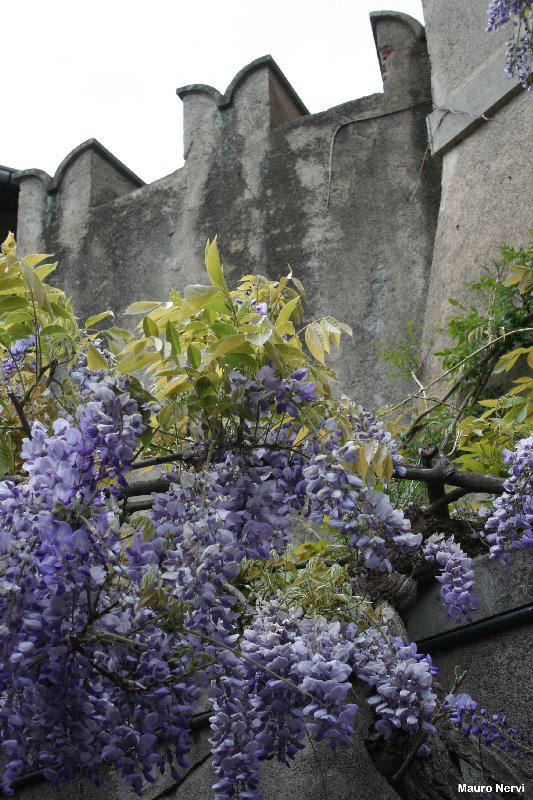 photo "scent of Spring under the ancient walls" tags: architecture, landscape, 