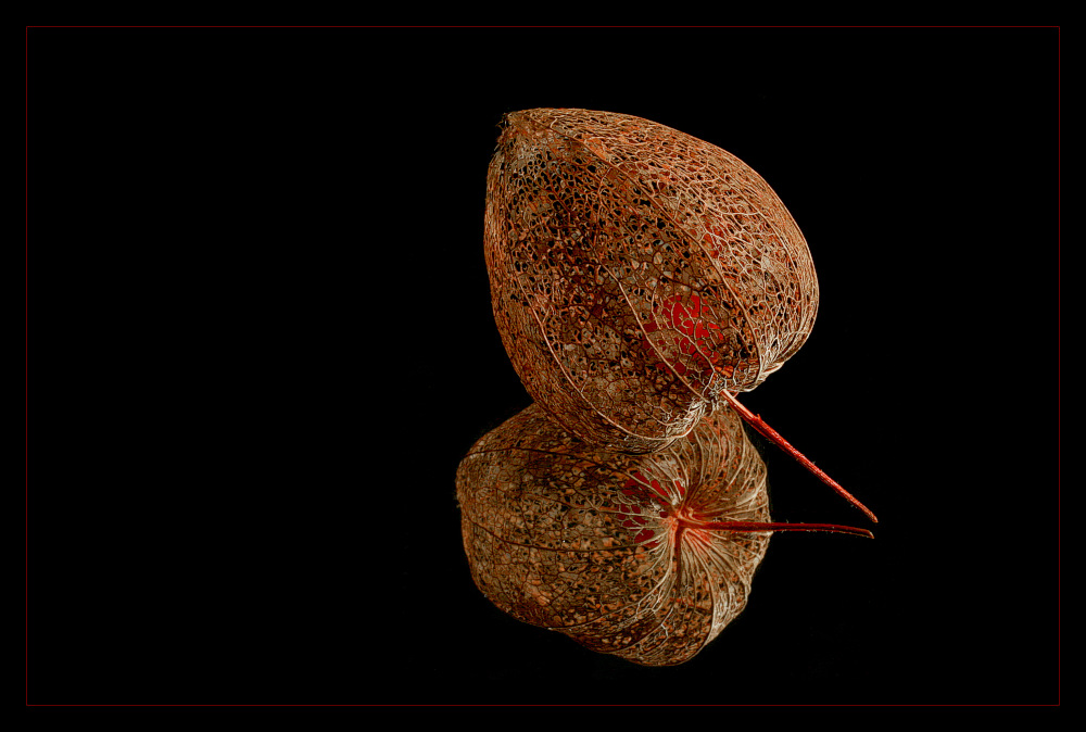 фото "Physalis Vol III" метки: природа, цветы