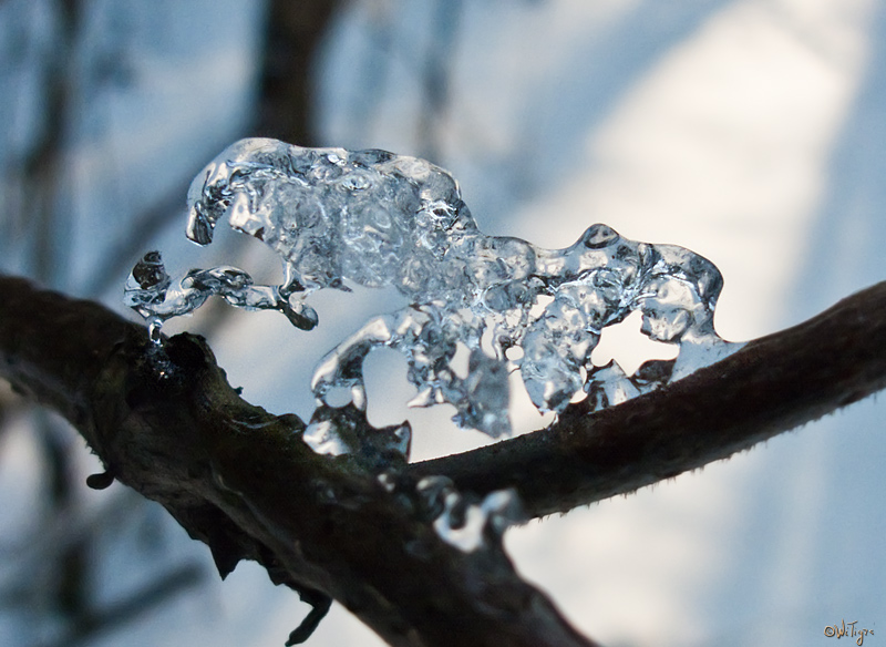 photo "Stuck at branches" tags: macro and close-up, 