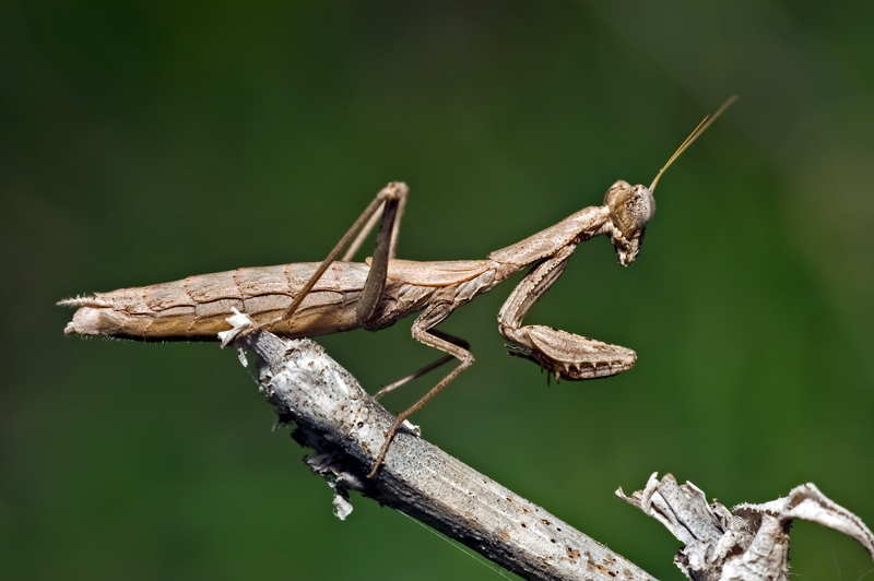 photo "***" tags: macro and close-up, nature, insect