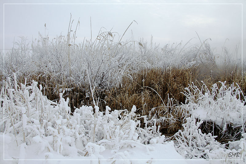 photo "***" tags: landscape, nature, flowers, winter