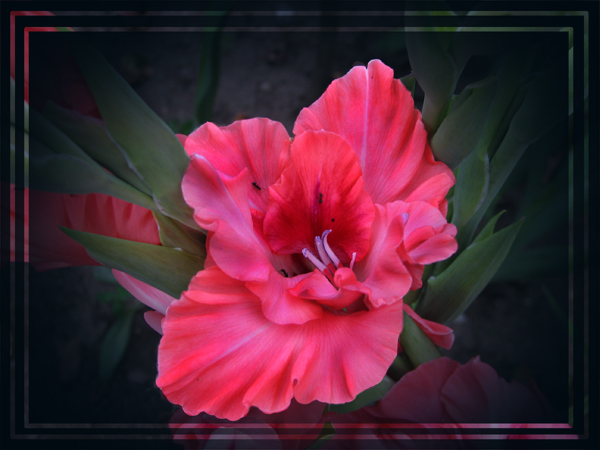 photo "***" tags: nature, flowers