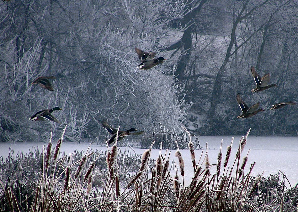 photo "***" tags: landscape, winter