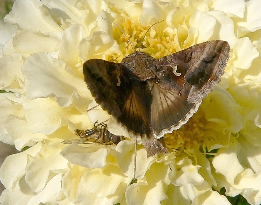 photo "***" tags: nature, insect