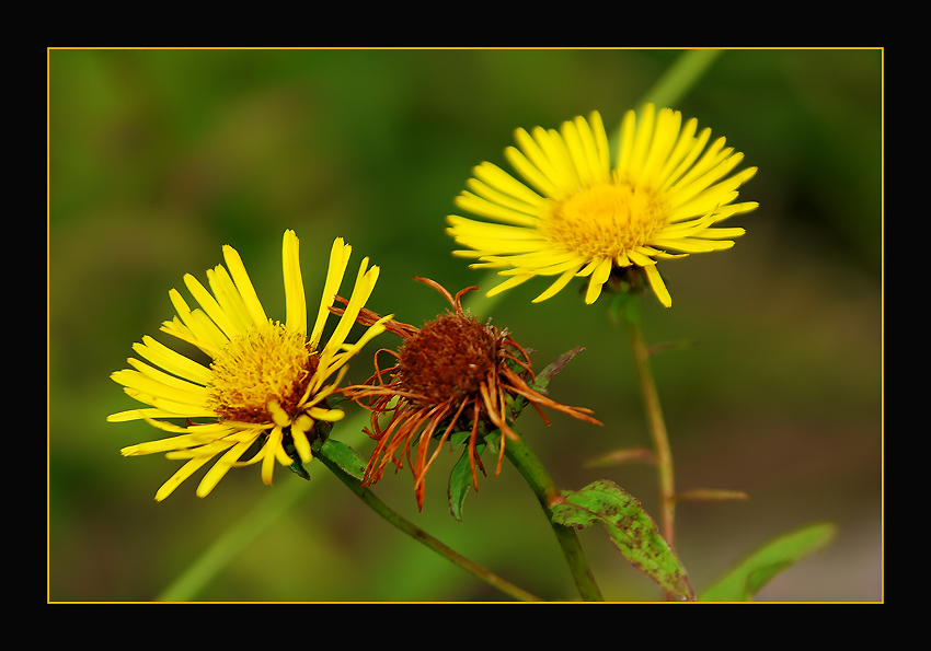 photo "Little Sun" tags: nature, macro and close-up, flowers