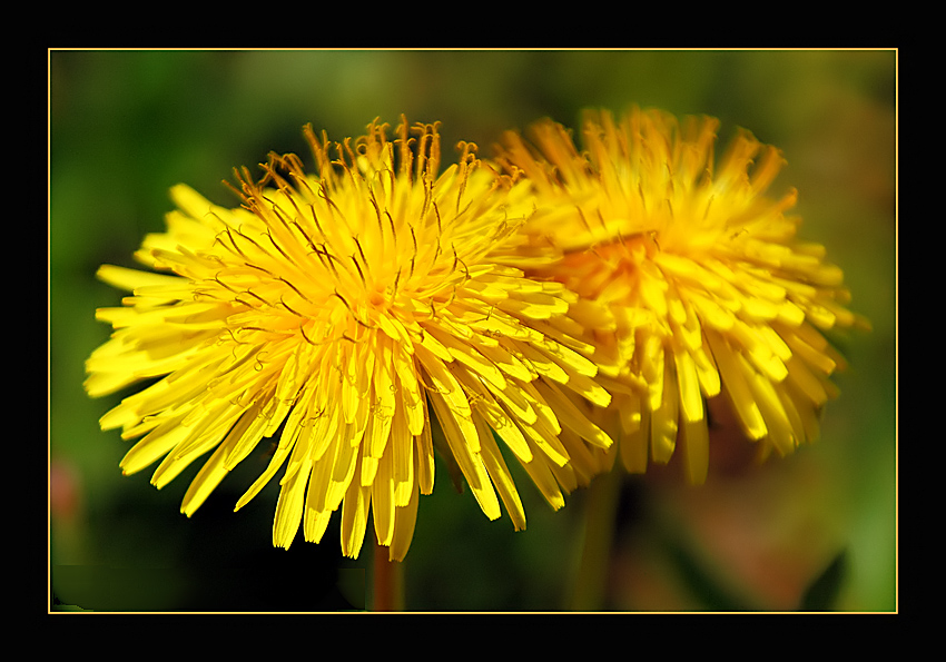 photo "Fragile Sun" tags: nature, macro and close-up, flowers