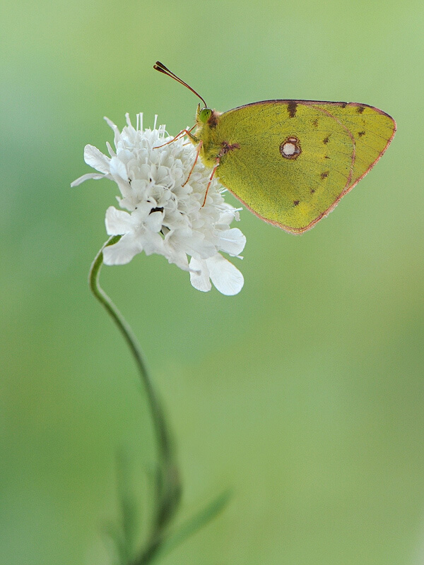 photo "***" tags: macro and close-up, 