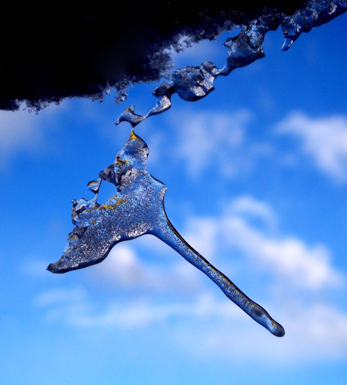 photo "bond" tags: macro and close-up, 