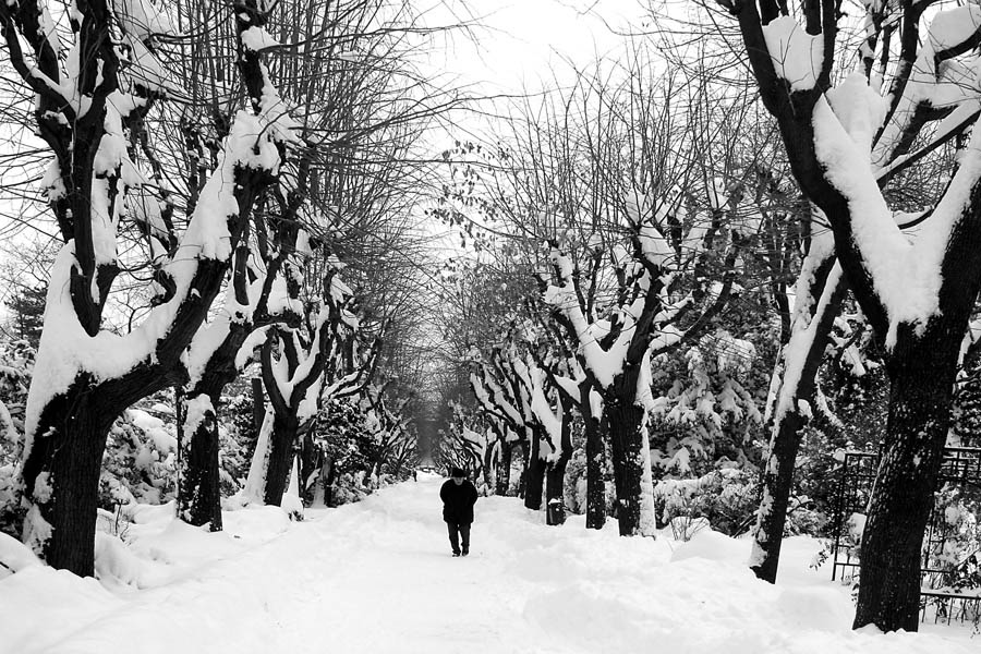 фото "Under the weight of winters" метки: пейзаж, черно-белые, park, trees, walk, Бухарест, зима, люди, снег