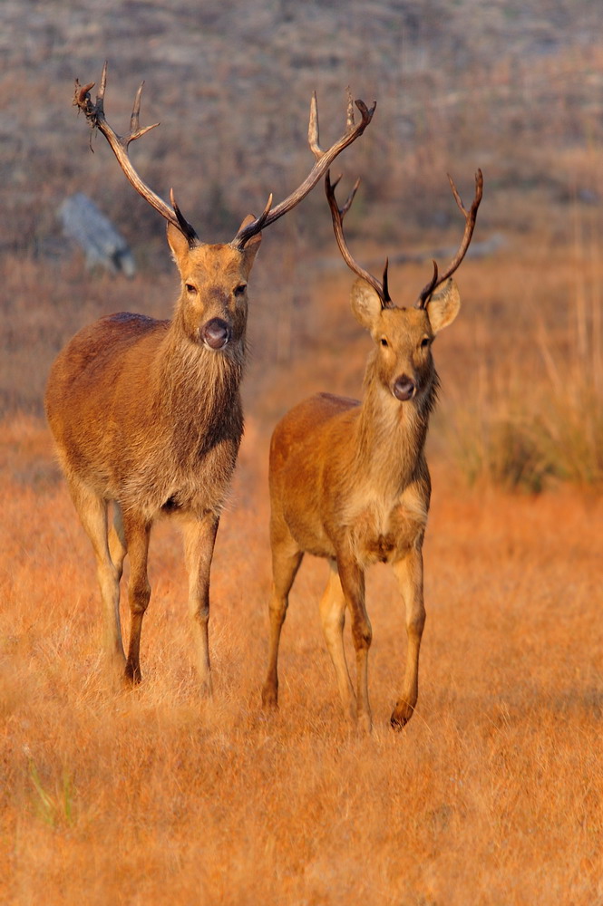 photo "***" tags: nature, wild animals