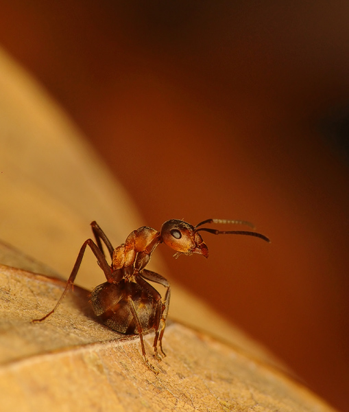 photo "Observer" tags: nature, macro and close-up, insect