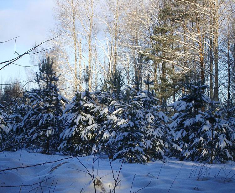 photo "***" tags: landscape, forest, winter