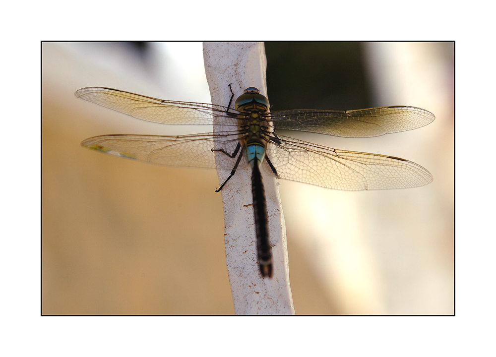 photo "Jurassic Park..." tags: macro and close-up, nature, insect